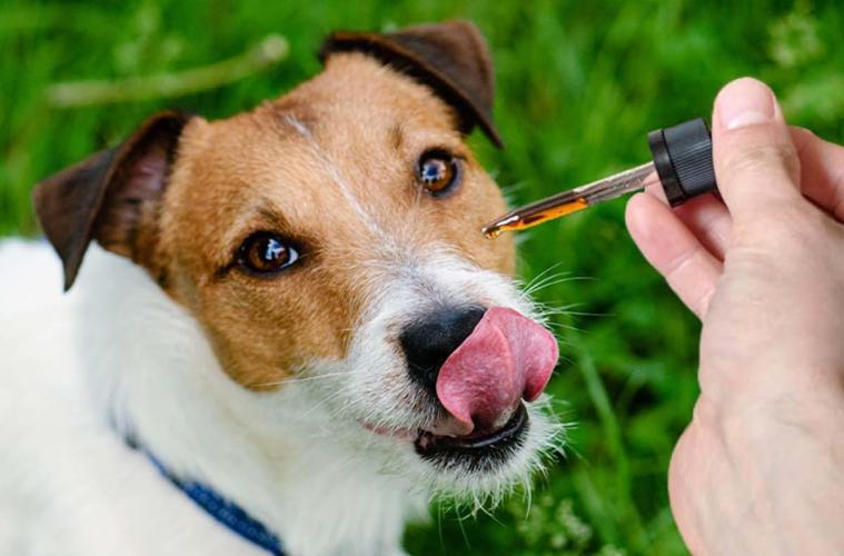 Is CBD safe for dogs?